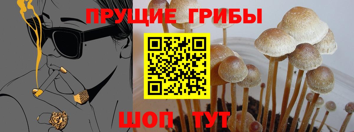 Псилоцибиновые грибы Psilocybe Киржач